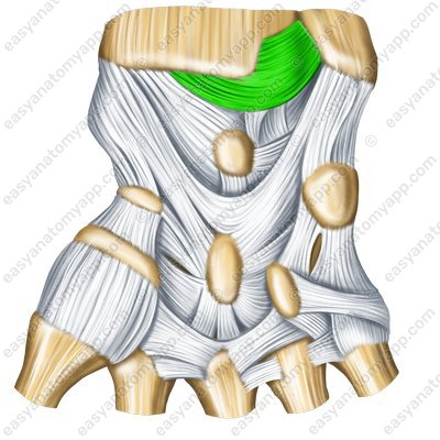 Körperfernes Speichen-Ellen-Gelenk (art. radioulnaris distalis) - palmare Oberfläche